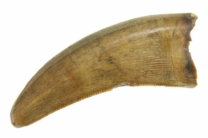 Serrated, Tyrannosaur (Nanotyrannus) Tooth - Montana #338842